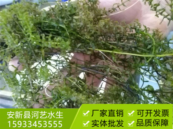 沉水植物伊樂藻